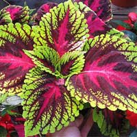 coleus sugar defender